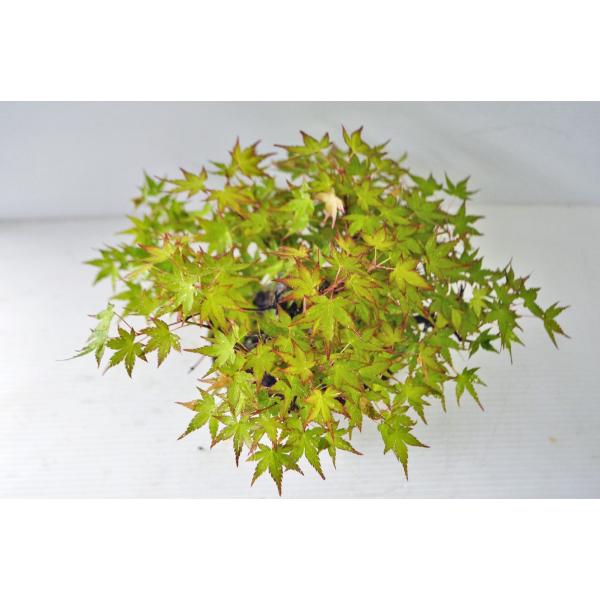 ☆極上 山もみじ 盆栽 極太 曲幹 模様木 モミジ 紅葉 小品盆栽 現品