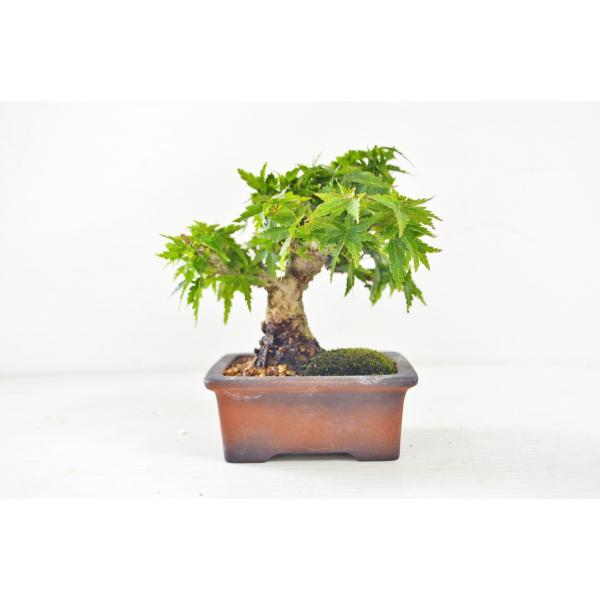 写真更新 鉢替 店長お宝 お薦め 極上 究極 ミニ琴姫もみじ盆栽 傷無 琴