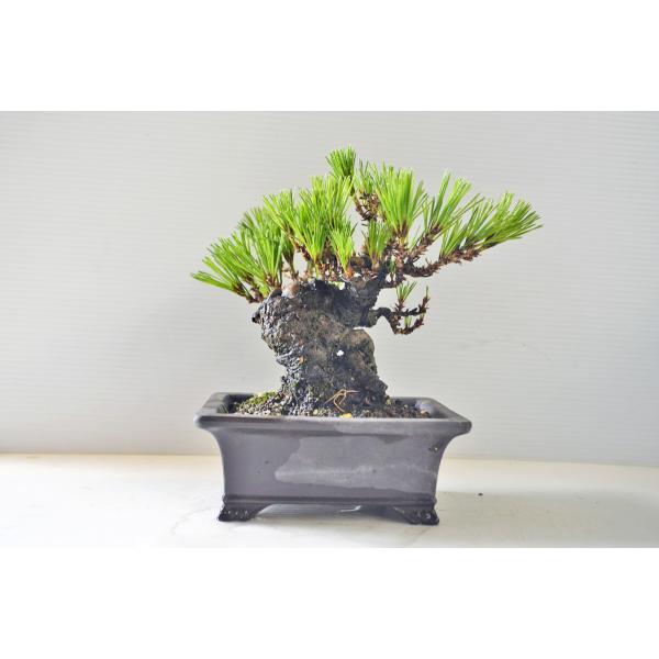 盆栽・松の七宝焼 盆栽・松の七宝焼 盆栽・松の七宝焼 Cuttings are possible
