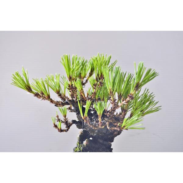 間もなく掲載終了‼️黒松の盆栽 Kuromatsu Bonsai] Cute mini black pine with wire for winter