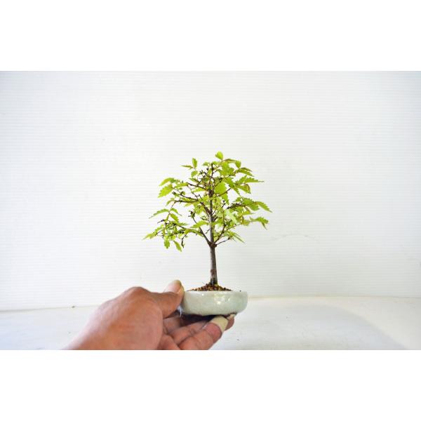 お買得 豆 ミニサイズ 極上素材 ケヤキ盆栽 欅 けやき 自然体樹形 雑木