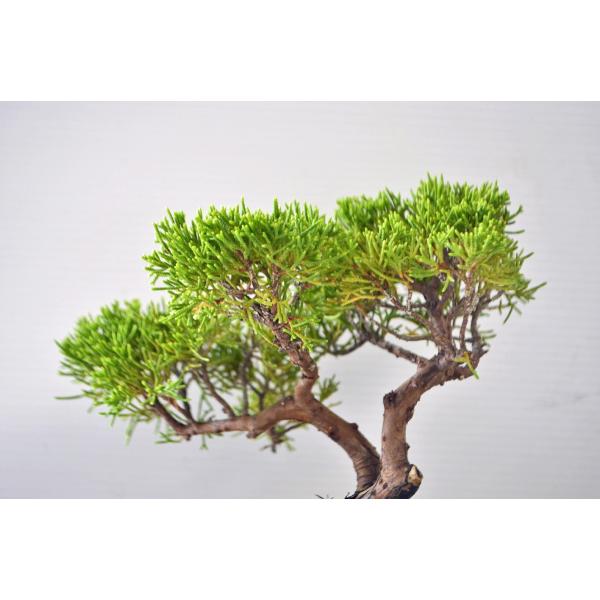 紀州真柏(きしゅうしんぱく) 盆栽素材 紀州真柏(きしゅうしんぱく) 盆栽素材 真柏盆栽 | 盆栽工房WABI