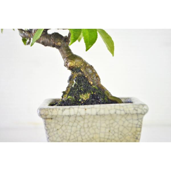 ウメモドキ 盆栽 盆栽 梅擬 樹高 約48cm うめもどき Ilex serrata