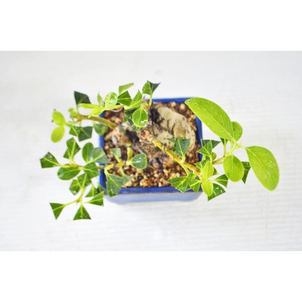 ☆店長お宝 豆・ミニ盆栽 レンギョウ盆栽 超極太 短幹 花（3月