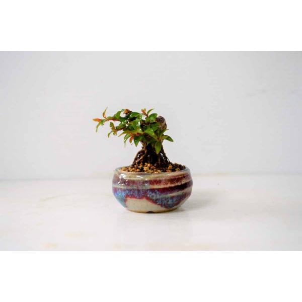 ☆プチ・豆 姫サルスベリ 盆栽 （チカソー） 花芽付（7月） 姫性