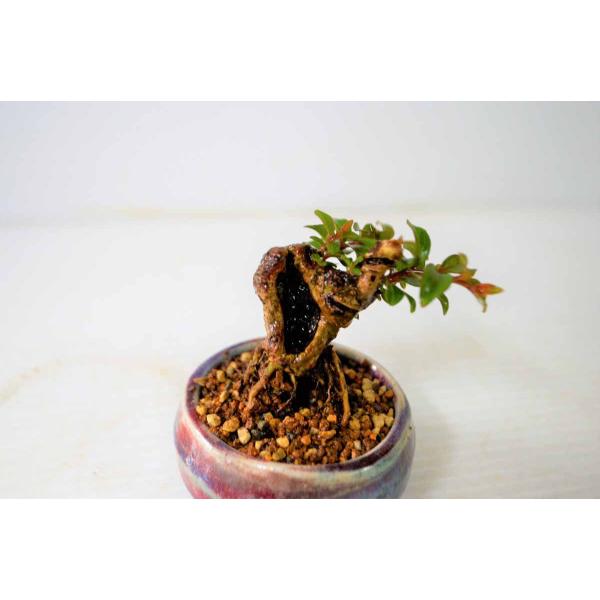 ☆プチ・豆 姫サルスベリ 盆栽 （チカソー） 花芽付（7月） 姫性