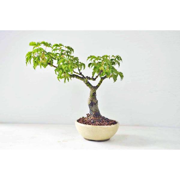 シシガシラ（獅子頭）（持ち込み品）（盆栽） 汚かっ