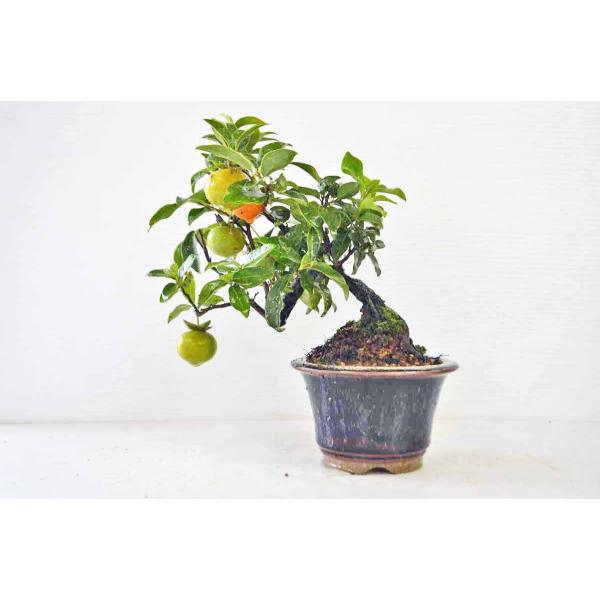 三河盆栽　柿　カキ　盆栽 三河盆栽 トキワ柿 盆栽 老爺柿雄木の通販 | 花・ガーデニングの価格