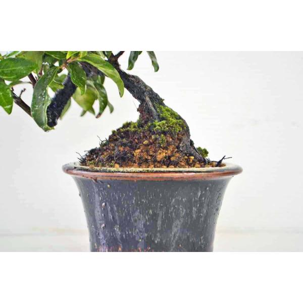 盆栽 ローヤ柿（トキワ柿）2個実つき 盆栽 柿 老爺柿 ローヤ柿 室内