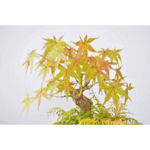 上級 ミニ もみじ盆栽 曲幹 太幹 モミジ モミジ 紅葉 ミニ盆栽 小品