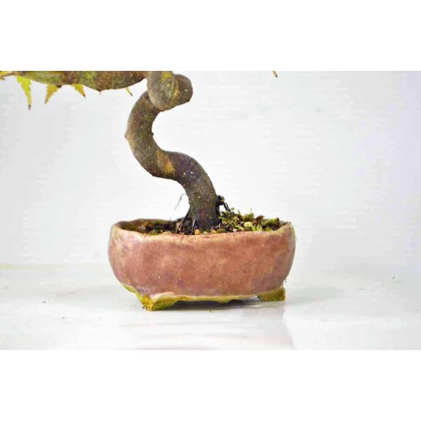 モミジ　太幹 sddefault.jpg