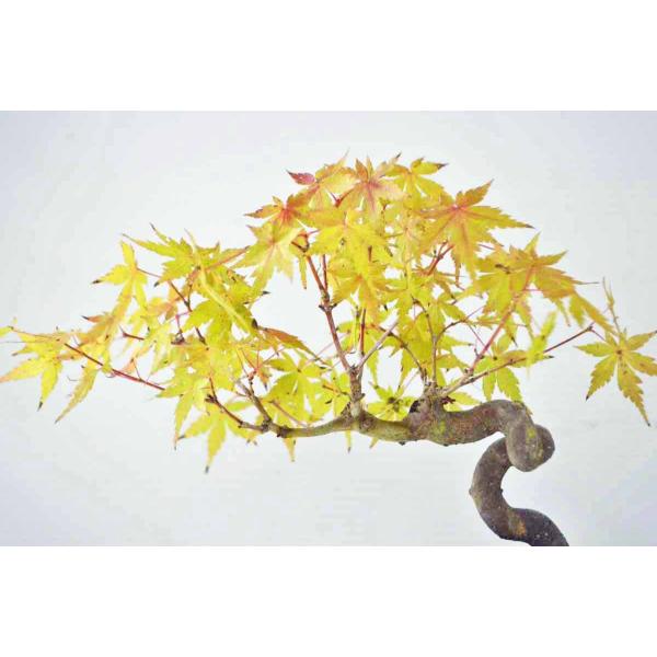 モミジ　太幹 モミジ 梅雨挿し】モミジ太幹3cmを水苔に挿し木 Rainy season