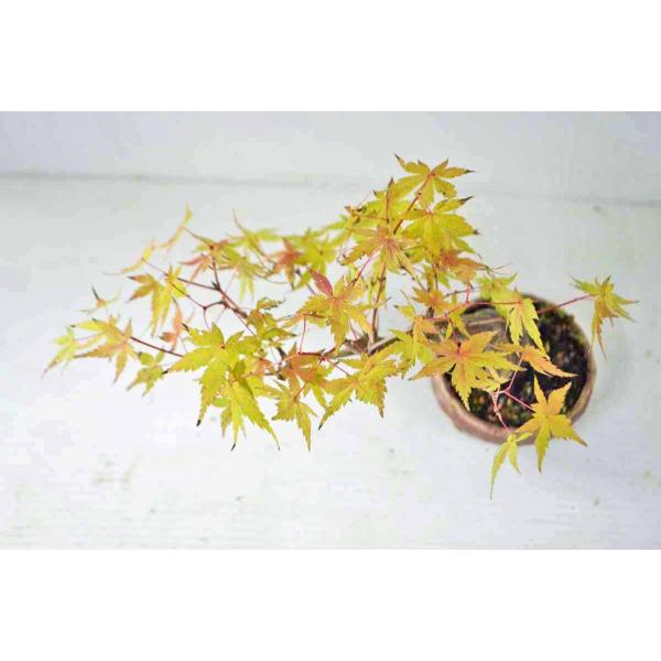 上級ミニもみじ盆栽曲幹太幹モミジモミジ紅葉ミニ盆栽小品盆栽現品