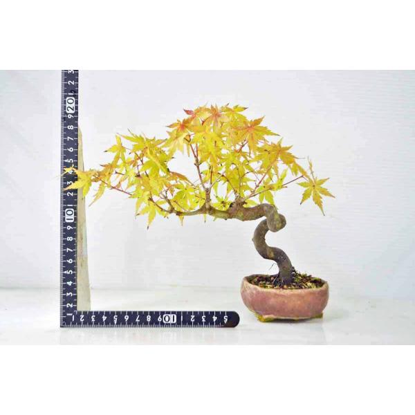 上級ミニもみじ盆栽曲幹太幹モミジモミジ紅葉ミニ盆栽小品盆栽