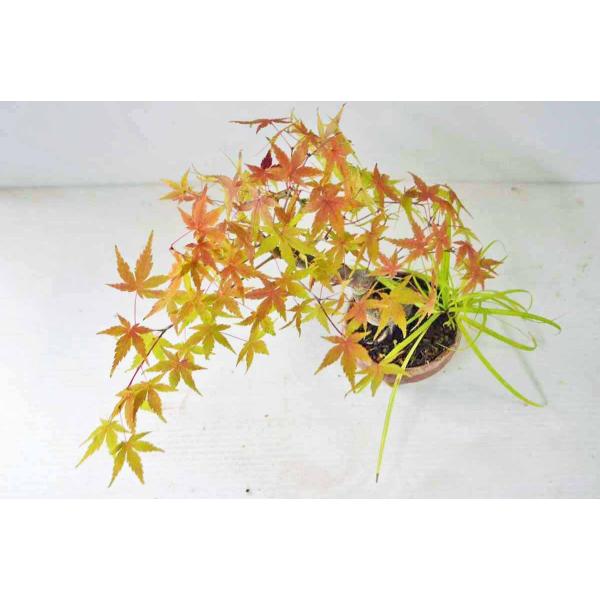 上級 ミニ もみじ盆栽 曲幹 太幹 モミジ モミジ 紅葉 ミニ盆栽 小品