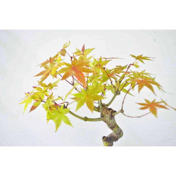 上級 ミニ もみじ盆栽 曲幹 太幹 モミジ モミジ 紅葉 ミニ盆栽 小品