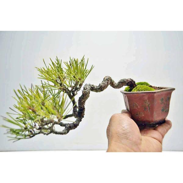 ◎ 貴重・岩石性・黒松　ジン・曲・太幹・山木・ 盆栽　皮厚 楽天市場】盆栽 真柏 入門種 樹齢6年 特撰 曲幹糸魚川真柏