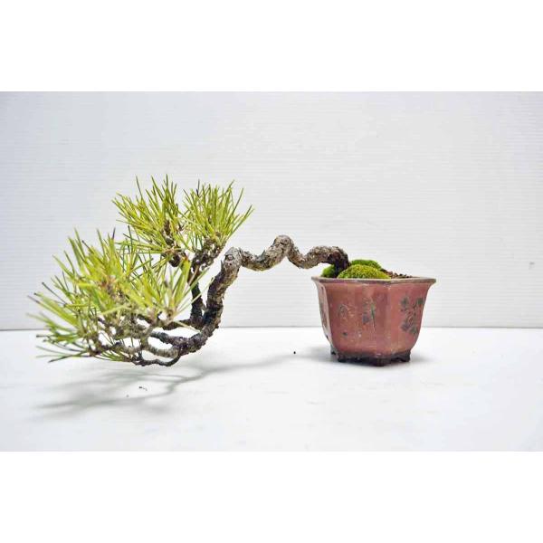 【黒松 盆栽】 値下げ交渉⭕️ 高級盆栽販売の盆栽.com / クロマツ