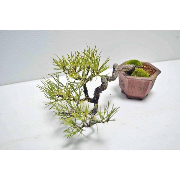 ◎ 貴重・岩石性・黒松　ジン・曲・太幹・山木・ 盆栽　皮厚 JinShari__750_700x.jpg?v=