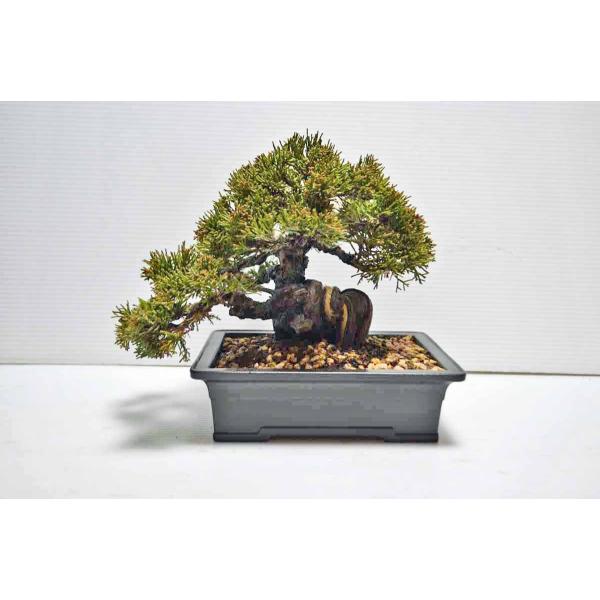 盆栽素材 真柏 真柏 小品盆栽