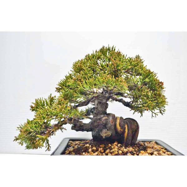 店長お宝 お勧め 極上 素材 真柏 盆栽 極太 捩じり幹 高級鉢使用