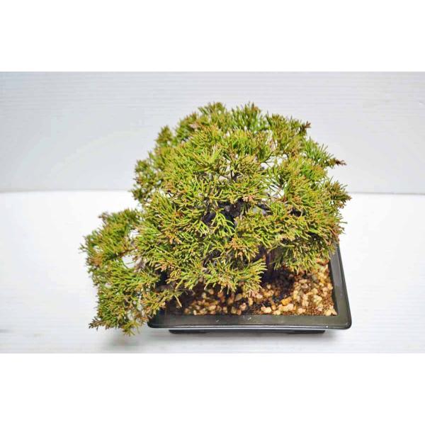 店長お宝 お勧め 極上 素材 真柏 盆栽 極太 捩じり幹 高級鉢使用