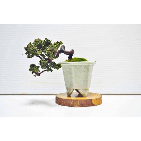 極上豆・ミニ素材 超人気 珍品 曲幹 半懸崖 実生 石化桧 盆栽 景