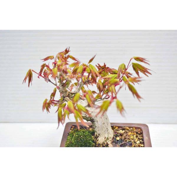 山もみじ　[模様木]　小品盆栽 伊豆盆栽【山もみじ・極太幹素材】小品盆栽“取り木5年仕立て