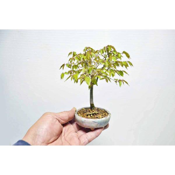 ☆お勧め お買得 上級素材 ミニサイズ 本ケヤキ盆栽 箒作り ☆葉切り5