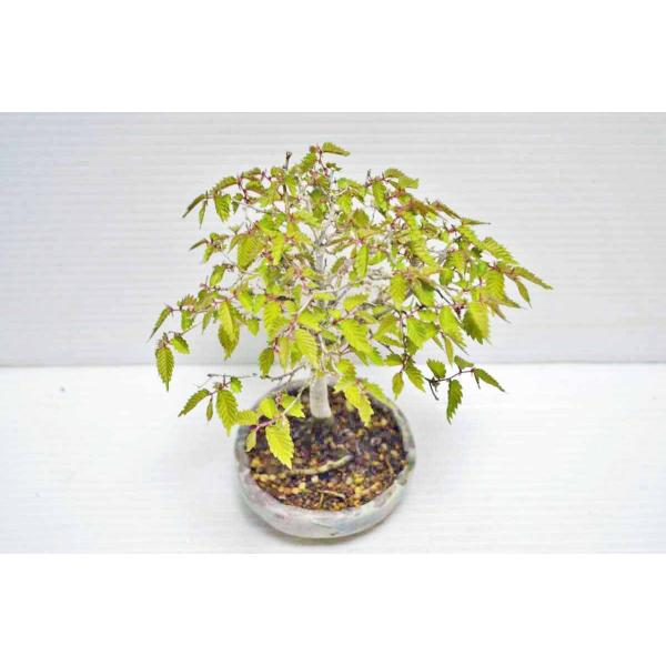 ☆お勧め お買得 上級素材 ミニサイズ 本ケヤキ盆栽 箒作り ☆葉切り5