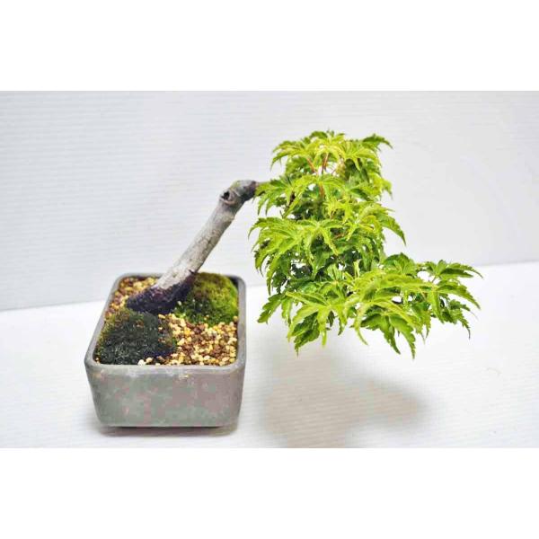 超人気 上級 ミニ 獅子頭 もみじ盆栽 半懸崖 枝落傷有り 取木 素材