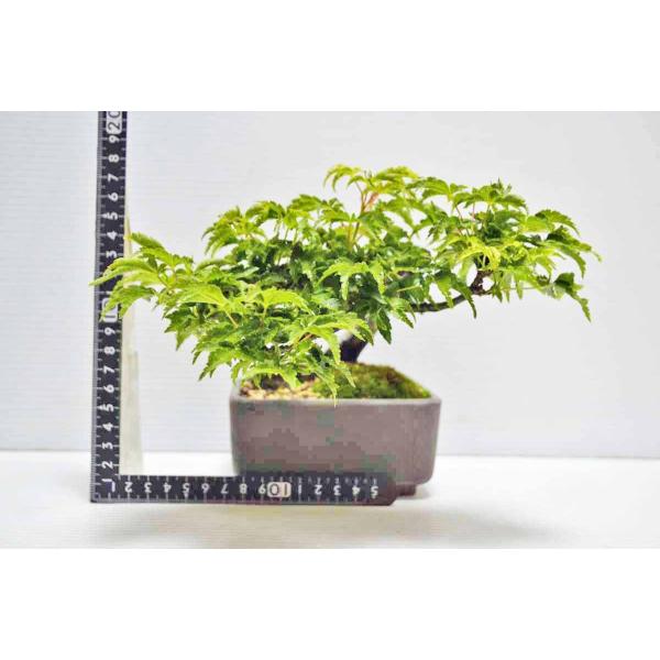 超人気 上級 ミニ 獅子頭 もみじ盆栽 半懸崖 枝落傷有り 取木 素材
