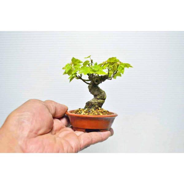 ☆樹齢30年 推薦極上素材 豆・ミニ 宮様かえで 盆栽 高級鉢使用 曲幹