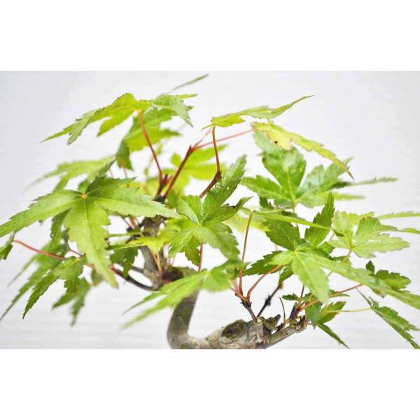 ☆上級素材 ミニ もみじ盆栽 曲幹 太幹 モミジ モミジ 紅葉 ミニ盆栽