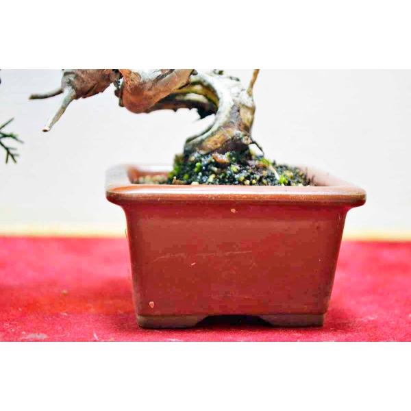 お薦め 超人気のミニ 極上素材 真柏盆栽 半懸崖 ミニ シンパク しん