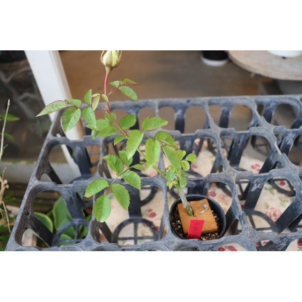 バラ苗 アルヌワブラン4号 今井清作出 切り花品種接ぎ木（植え替えず