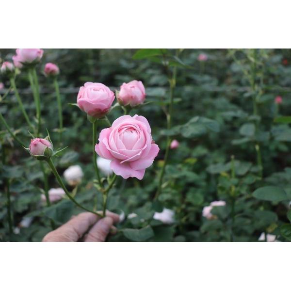 バラ苗 とげなし スプレー咲 フェアリーカップ4号 今井清作出