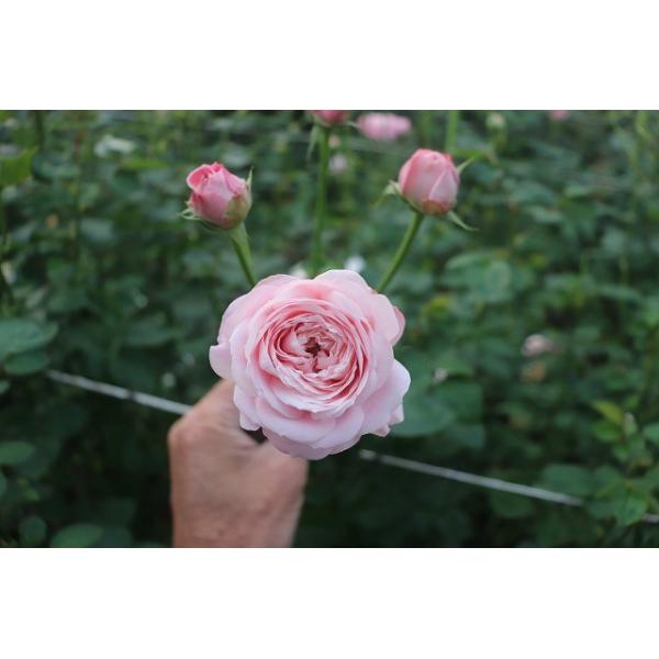 バラ接ぎ木苗　ぷるぴあん　切り花廃番品種 バラ接ぎ木苗 ぷるぴあん 切り花廃番品種 四季 の 花