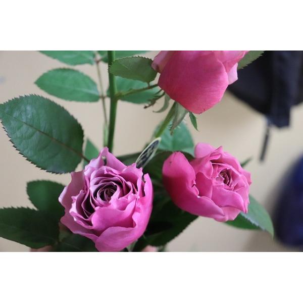 バラ苗 強香 kn30-30パープルピンク4号 今井清作出 切り花