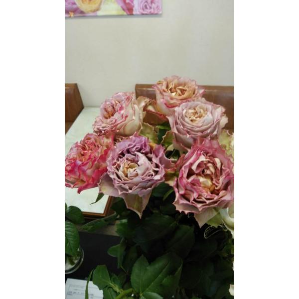 切花品種バラ接木開花苗 morinouen-store_19baraimaikn30