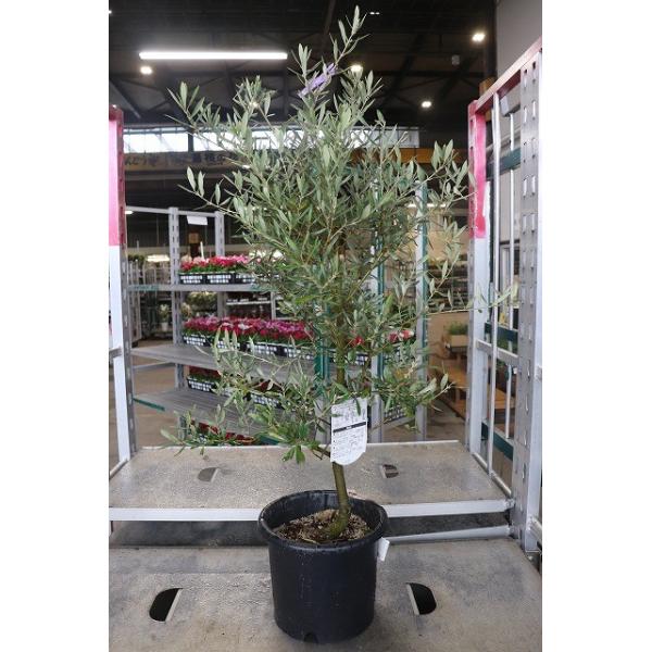オリーブの木 バロウニ 希少 特大実品種 3年生苗2 - 植物/観葉植物
