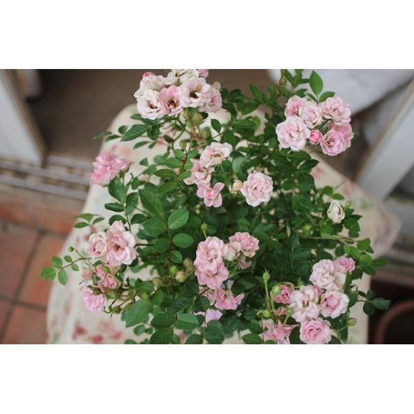 【新鮮収穫】ミニバラさま　150個 楽天市場】お届けする時期によりまして樹姿は変わります開花10