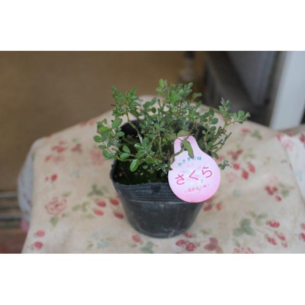 【新鮮収穫】ミニバラさま　150個 楽天市場】お届けする時期によりまして樹姿は変わります開花10