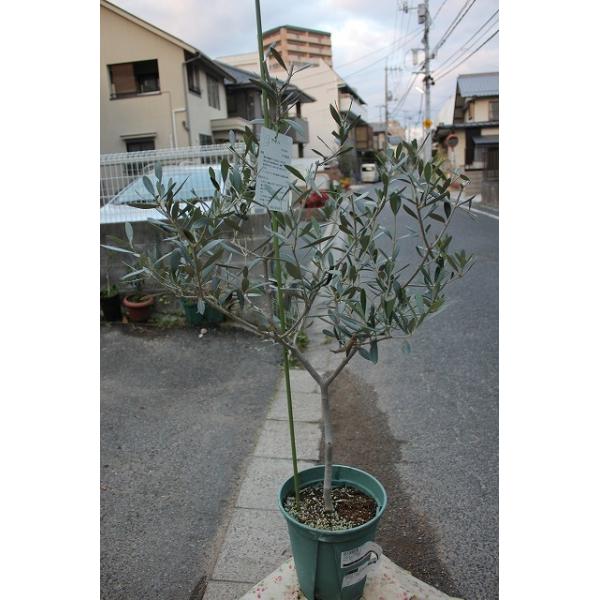 オリーブの木（オリーブ苗木） アザパ8号鉢/【Buyee】