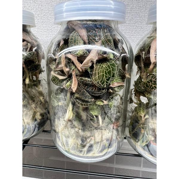 ジュエルオーキッド 薬王金線蓮 Anoectochilus roxburghii 組織