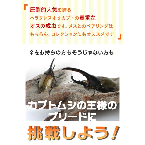 ヘラクレスオオカブト成虫 オス A級品 160〜162ミリ（ヘラクレスヘラクレス）】外国産 カブトムシ 昆虫 生体 ペット プレゼントに  /【Buyee】 Buyee - Japanese Proxy Service | Buy from Japan!