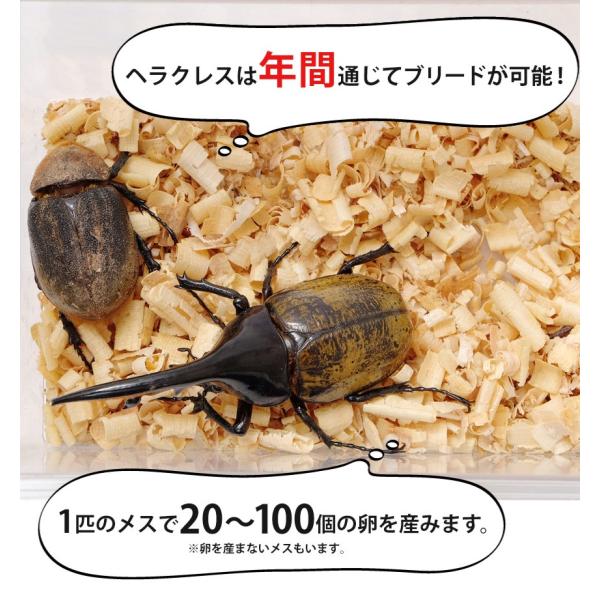 ヘラクレスオオカブト 成虫 メス 64〜66ミリ（ヘラクレスヘラクレス）】カブトムシ 外国産 ペット 昆虫 生体 /【Buyee】 Buyee -  Japanese Proxy Service | Buy from Japan!