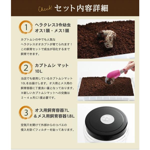 ヘラクレスオオカブト幼虫（3令中期）飼育セット】 （ヘラクレスヘラクレス3令中期幼虫オスメスペア＋カブトムシマット＋飼育容器2種） /【Buyee】