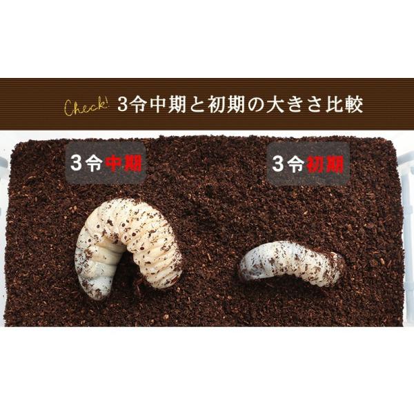 むしや本舗 安くっ ヘラクレスオオカブト3令初期幼虫オスメスペア+昆虫マット20L+