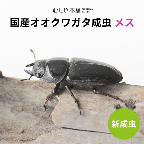 新成虫！国産 オオクワガタ 成虫 メス単品 特大サイズ 50ミリ】オオクワ 昆虫 クワガタ ブリード 生き物 ペット プレゼントに /【Buyee】  Buyee - Japanese Proxy Service | Buy from Japan!